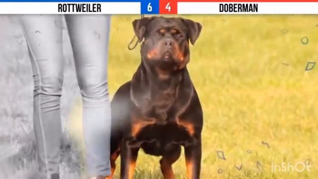 Rottweiler Vs Doberman