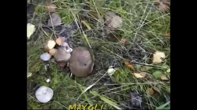 Рядовка Мыльная серая. Несъедобные грибы. смотреть онлайн