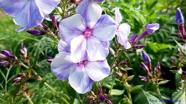 Красивые многолетние флоксы распускаются смотреть онлайн