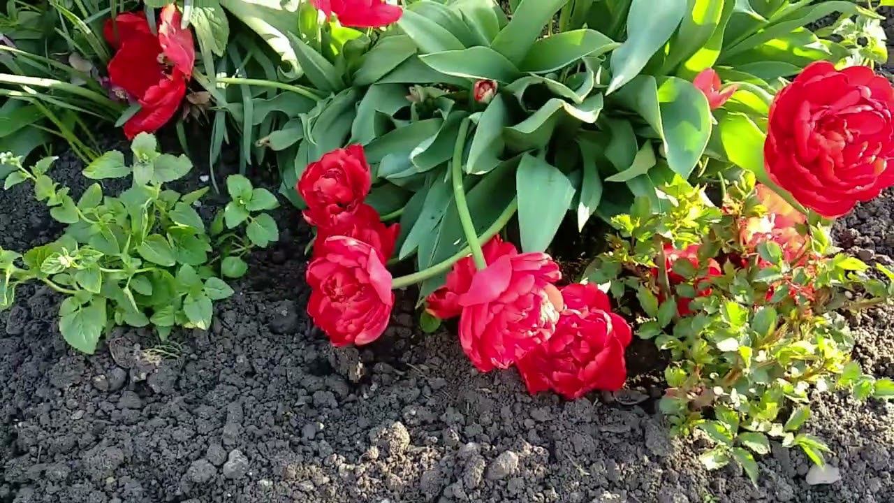 Весенний сад. Красота тюльпанов. смотреть онлайн