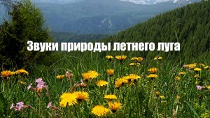 Звуки природы летнего луга