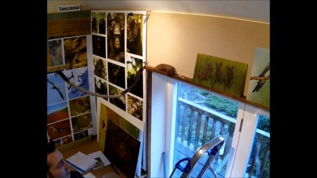 Working with Weasels | Discover Wildlife | Robert E Fuller смотреть онлайн