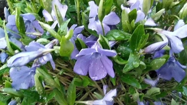 Начало вегетации у хвойных растений.Гуляем по саду, любуемся хвойными. смотреть онлайн