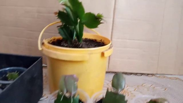 Декабрист укоренился смотреть онлайн