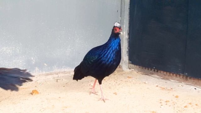 Фазан Эдвардса (Lophura edwardsi) смотреть онлайн