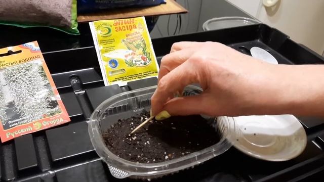 Дихондра: как посадить цветочные водопадики и ухаживать за ними. смотреть онлайн