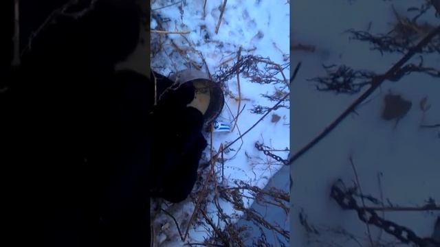 Отдам щенков в хорошие руки смотреть онлайн