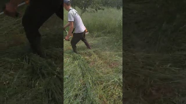 Beda o'rgich va uning ishlatilishi смотреть онлайн