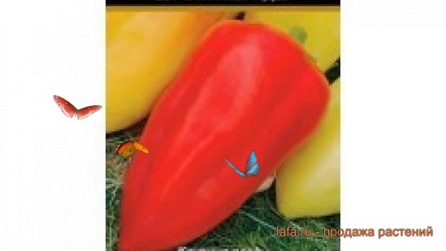 Перец сладкий Атлет F1 (atlet f1 atlet f1) ? перец Атлет F1 обзор: как сажать семена перца Атлет F1 смотреть онлайн