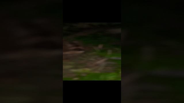 кошка в камуфляже ведёт бой))полное уничтожение противника 🐱 смотреть онлайн