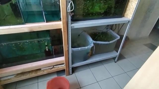 Стимул к нересту для Анциструсов. Что им ещё нужно?) смотреть онлайн