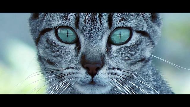 Short film - Cat life смотреть онлайн