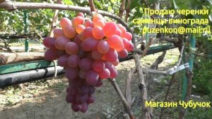 Виноград Ибица - новая форма селекции Гречко на участке Пузенко Натальи Лариасовны