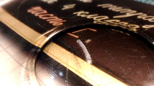 Гусеница и муха смотреть онлайн