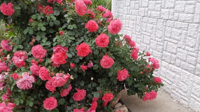 Роза Розариум Ютерсен (Rosarium Uetersen) смотреть онлайн