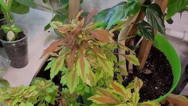 Колеус в ноябре в домашних условиях взрослый куст смотреть онлайн