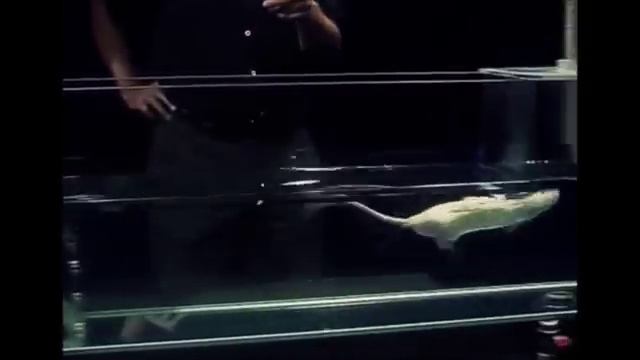Психологический эксперимент, смотрите!!! смотреть онлайн