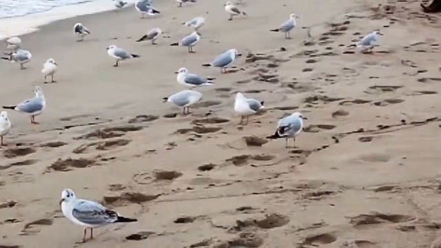 Побережье Балтики в Светлогорске Море чаек! смотреть онлайн
