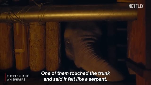 What Do Elephants Want? | The Elephant Whisperers | Oscar-Winning Documentary | Netflix India смотреть онлайн