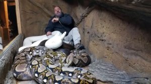 В террариуме с питонами