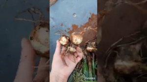 Проросший лук. Что с ним делать? не выбрасывайте проросший лук. Урожай лука