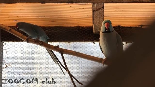 Гнездо для ожереловых попугаев. Первый пошел))) смотреть онлайн