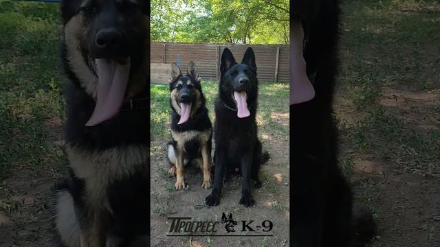 Немецкая овчарка. Черного и чепрачного окраса.German Shepherd Dog. #немецкаяовчарка #germanshepherd