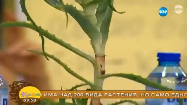 Доц.Д-р Мария Папазова - Свойствата на Алое Вера смотреть онлайн
