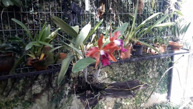 Hibrida florida walanae x tenebrosa смотреть онлайн