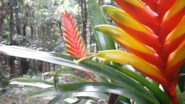 Bromélia Vriesea interrogatoria.