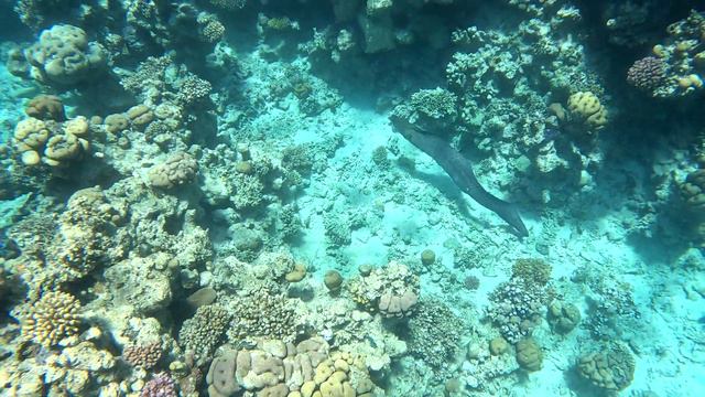 Giant Moray; Гигантская мурена; Sharm El Sheikh; Шарм-эш-Шейх; Red Sea; Красное море; 2023 смотреть онлайн