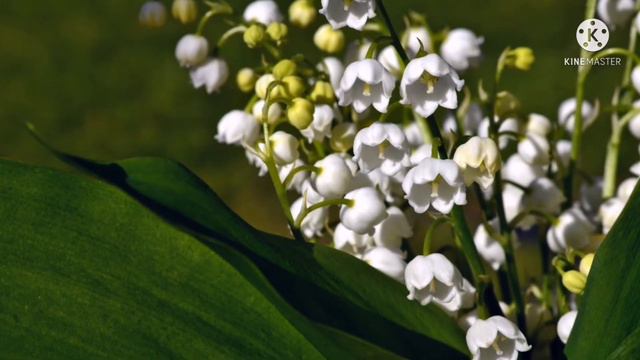 🌸CONVALLARIA MAJALIS, LIRIO DE LOS VALLES🌸 смотреть онлайн