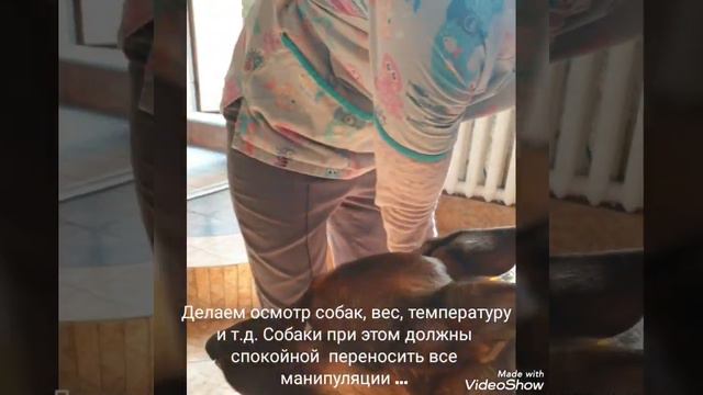 Немецкие овчарки в ветеринарной клиники... смотреть онлайн