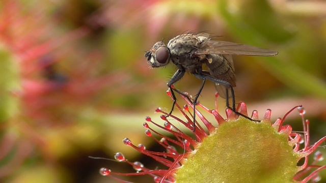 Rundblättriger Sonnentau, Drosera rotundifolia, Fliege, Eifel смотреть онлайн