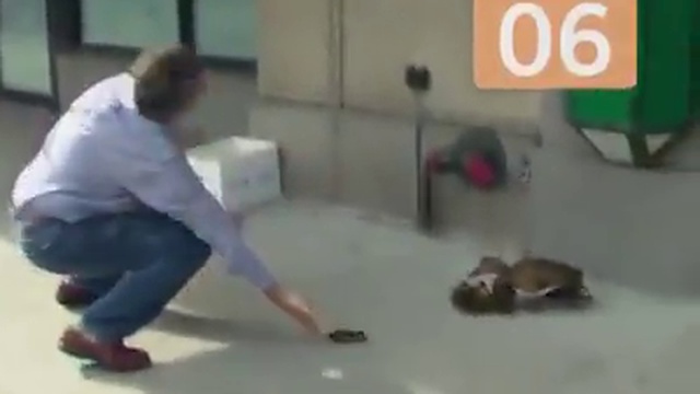 спасение утят