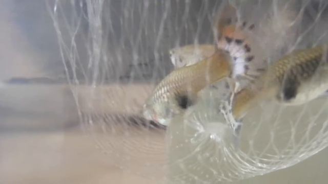 Нерест гуппи. Родильный дом из банки. Мальки гуппи смотреть онлайн