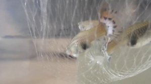 Нерест гуппи. Родильный дом из банки. Мальки гуппи