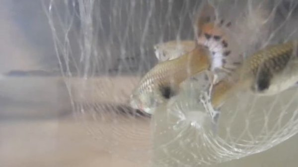 Нерест гуппи. Родильный дом из банки. Мальки гуппи