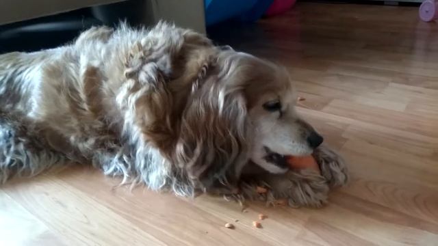 собака ест морковку. Мяса не надо, морковку дай.the dog eats a carrot смотреть онлайн