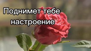 ХОРОШЕГО ДНЯ, ХОРОШЕГО УТРА И ВЕЧЕРА ТОЖЕ ХОРОШЕГО😉 Заряд энергией на целый день!