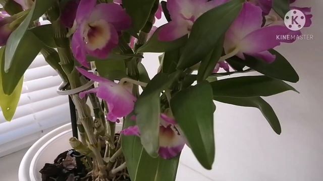 ДЕНДРОБИУМ НОБИЛЕ уход в домашних условиях. Грунт, полив, удобрение.
