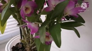 ДЕНДРОБИУМ НОБИЛЕ уход в домашних условиях. Грунт, полив, удобрение.