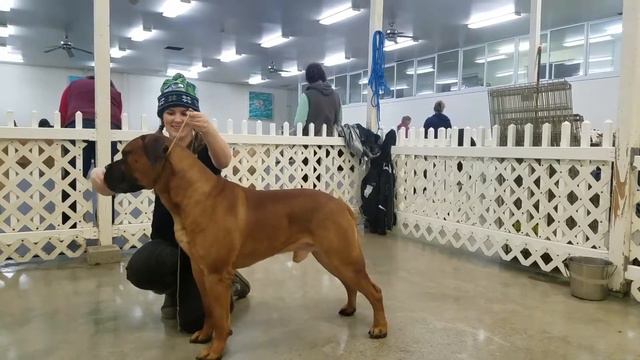 AKC Bullmastiff learning to stack смотреть онлайн