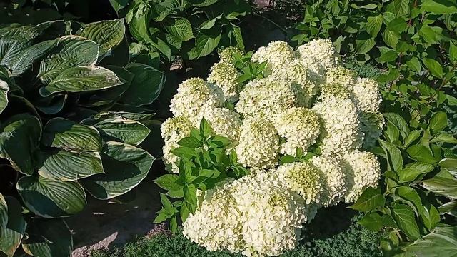 Гортензия Литтл Спуки. 2021 - август. смотреть онлайн