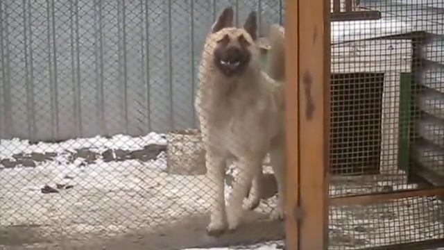 Танцующий пес смотреть онлайн
