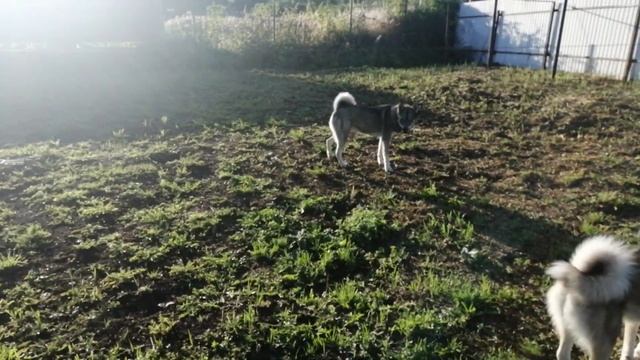 ЗСЛ Алдан и Юта #всех с первым днем осени ? смотреть онлайн