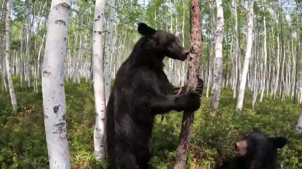 Поспели яблоки для медведей. смотреть онлайн