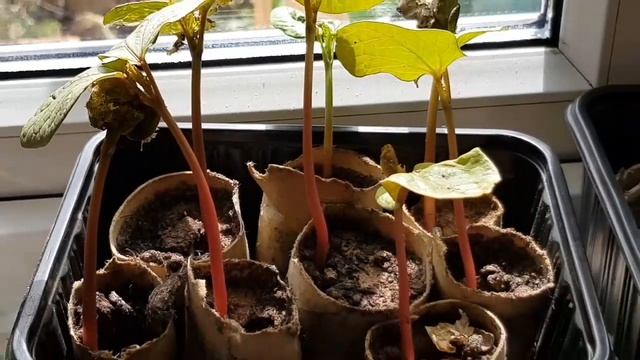 How to grow Ricinus (Castor Oil) plants смотреть онлайн
