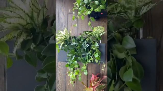 Озеленение квартиры под ключ смотреть онлайн