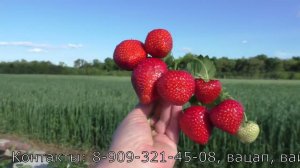 ЛИМАЛЕКСИЯ среднеспелый сорт клубники с растянутым плодоношением